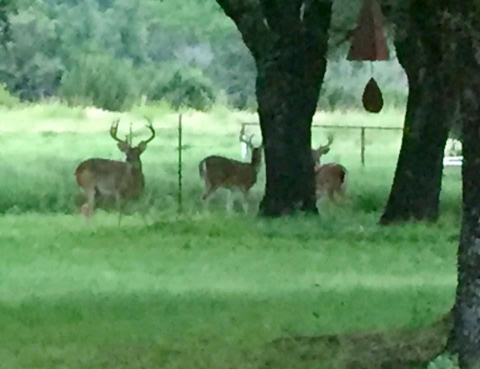 A31 H FIELDS - Commercial Sale