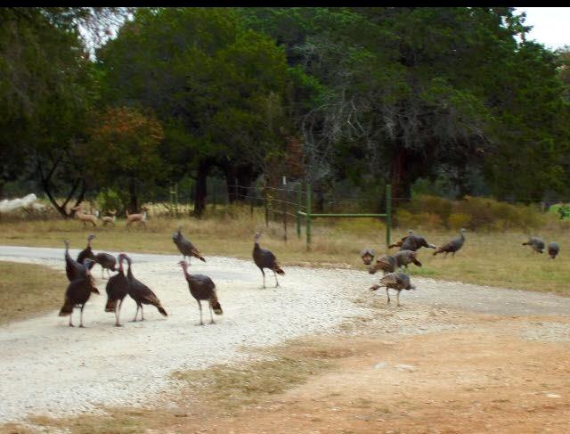 A31 H FIELDS - Commercial Sale