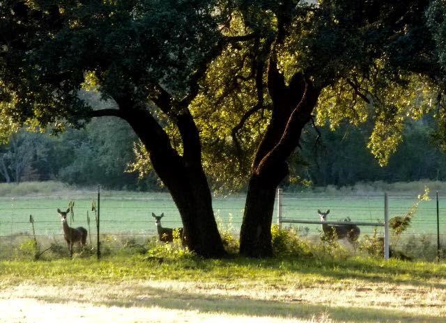 A31 H FIELDS - Commercial Sale