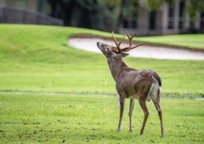 Ranches-Pecan Plantation Ph 2 - Land