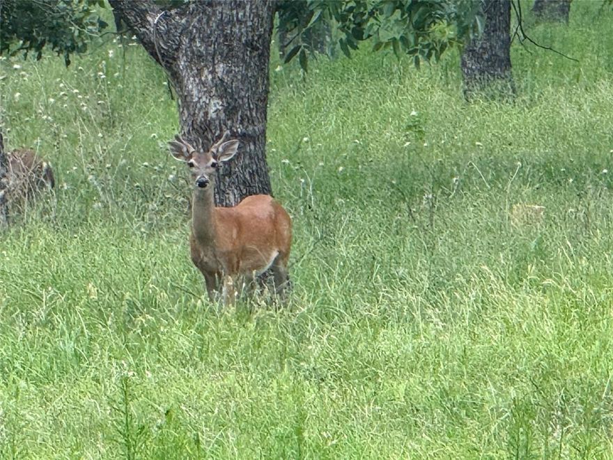 Scenic 3.054-acre perfect canvase custom homesite in The Ranches neighborhood of Pecan Plantation Phase II, featuring mature pecan trees and offering EQUESTRAN TRAILS, 2 PRIVATE AIRPARKS, and 2 GOLF COURSES. Build your dream home in this serene, picturesque setting designed for privacy and space. Water, Fiber and Electric available at the site.

Community amenities include Fire Dept and EMS services, marina, clubhouse and dining, tennis and pickleball courts, dog park, RV campground, community pool, and shopping center within gated security.

A rare opportunity to own a spacious, tree-filled lot in a premier community with standout equestrian, aviation, and golf features. Imagine your dream home in this scenic and secure setting!