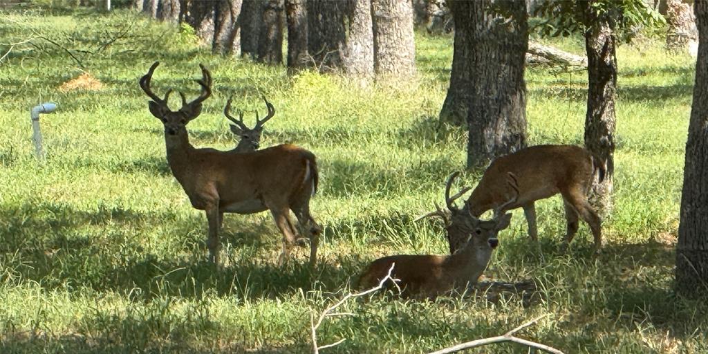 Ranches-Pecan Plantation Ph 2 - Land