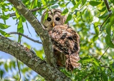 Ranches-Pecan Plantation Ph 2 - Land