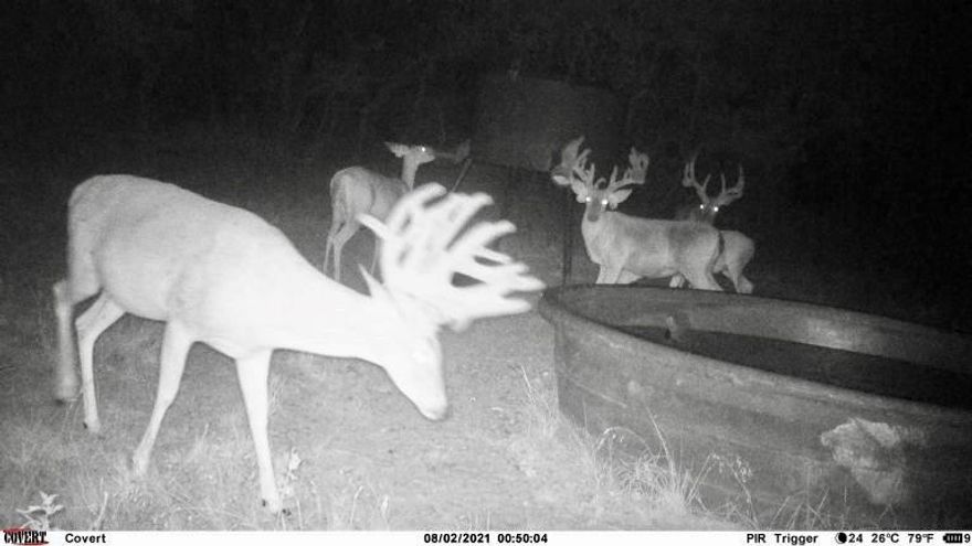 Amazing , turn key ranch under high fence and 130 acres low fenced available.  Over 3,000' of both sides of Blanket Creek.  Managed deer population with 1:1 buck-doe ratio.  Buck taken last season scored 223. MLD 3 permit on high fence portion.  Home is immaculate and beautiful. All equipment, feeders, furniture etc will convey with sale.