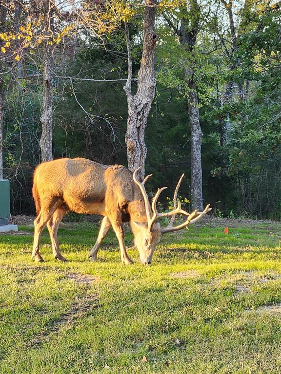 Safari Waters Ranch - Land