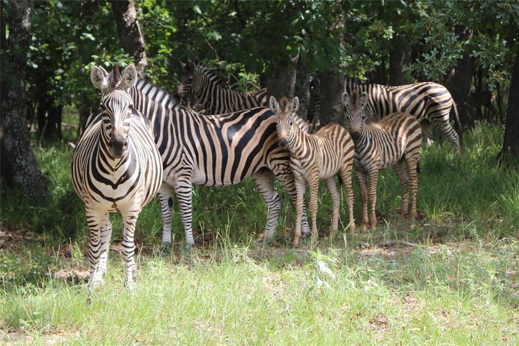 Safari Waters Ranch - Land