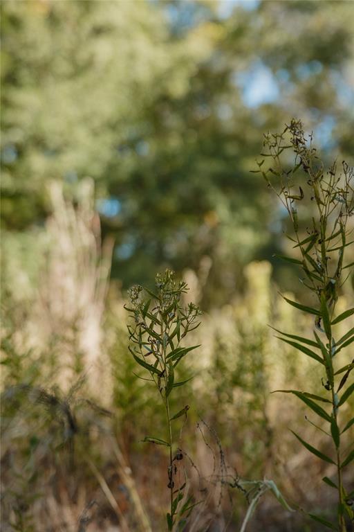 Heavenly Acres - Land