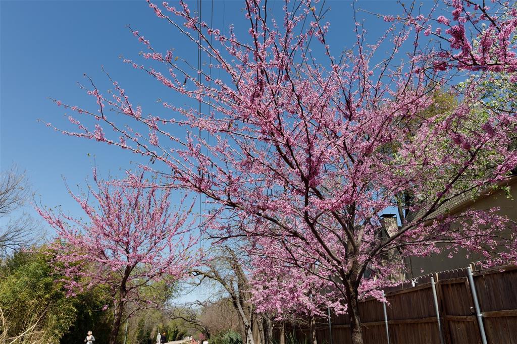 Buena Vista Condo 4044 - Residential