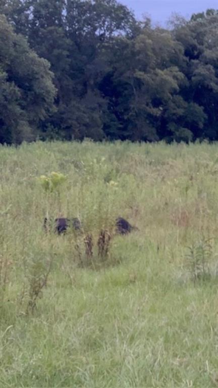 Branch Valley Ranch - Farm