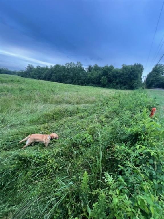 Branch Valley Ranch - Farm