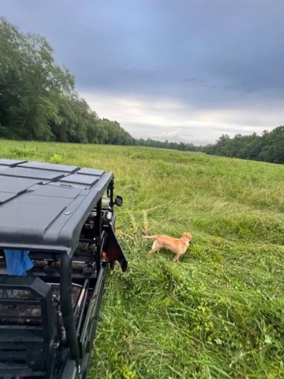 Branch Valley Ranch - Farm
