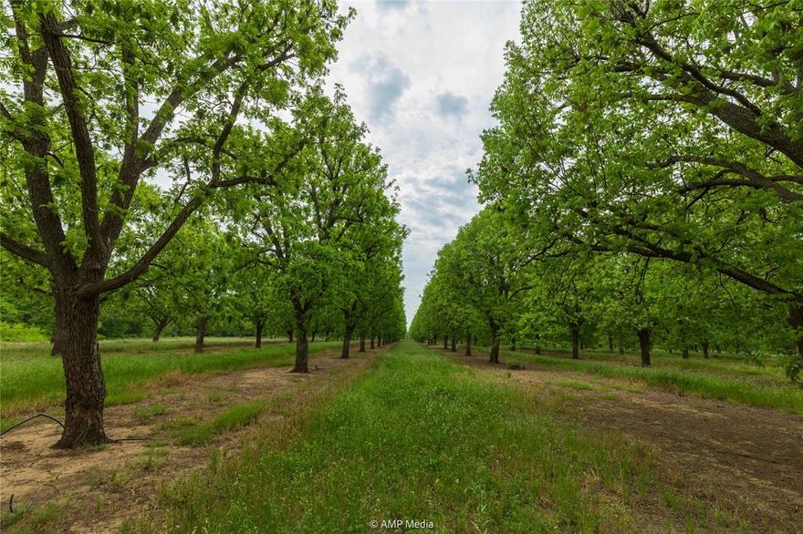 Pecan Grove Farms - Brownwood is the premier pecan orchard in Central Texas and is comprised of 1253± total acres and over 36,000 improved varietal pecan trees.  The farm is located in the bottomland of Pecan Bayou at the base of the Brownwood Lake dam and is accessed by FM Road 2125.  The orchard was begun around 1970 and has flourished in the deep, rich soils of Pecan Bayou along with the bountiful water rights from Brownwood Lake used for irrigation.  The farm has averaged nearly 1,050,000 pounds of pecans over the last 5 years with production on the rise due to the owners' strong data-driven management practices and strict attention to detail.  

** Please note that you do not need to be an experienced pecan farmer to take advantage of this opportunity!  The current owners are offering to stay with you to manage the property for as long as you need them.  Take advantage of their experts to make the most of this incredible investment opportunity!  **
