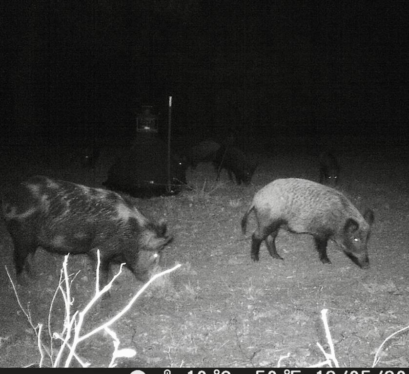 Original Townsite - Land