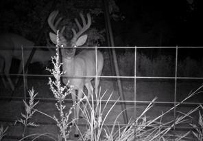 Original Townsite - Land