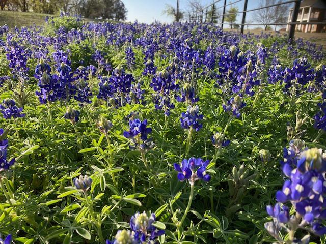 ABST 328 HENDRICKS - Farm