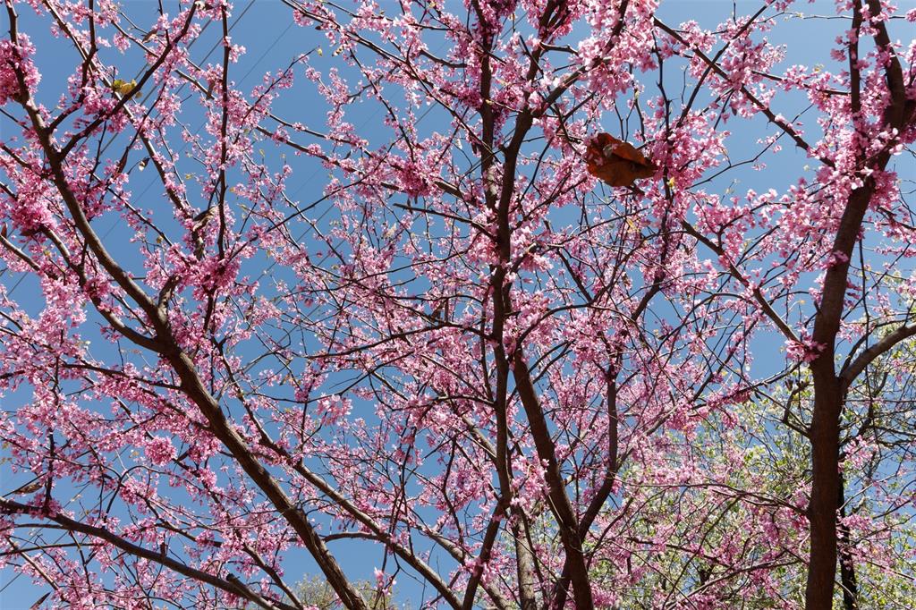 Buena Vista Condo 4044 - Residential Lease