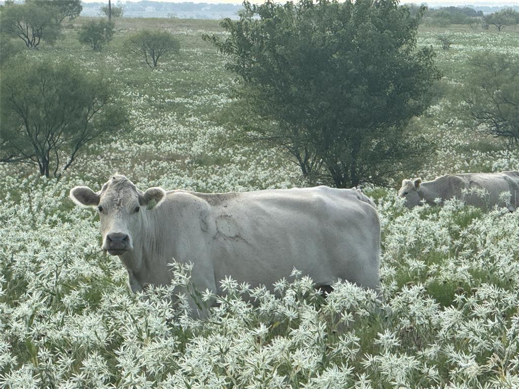 Mabel Estates Ph 2 - Land