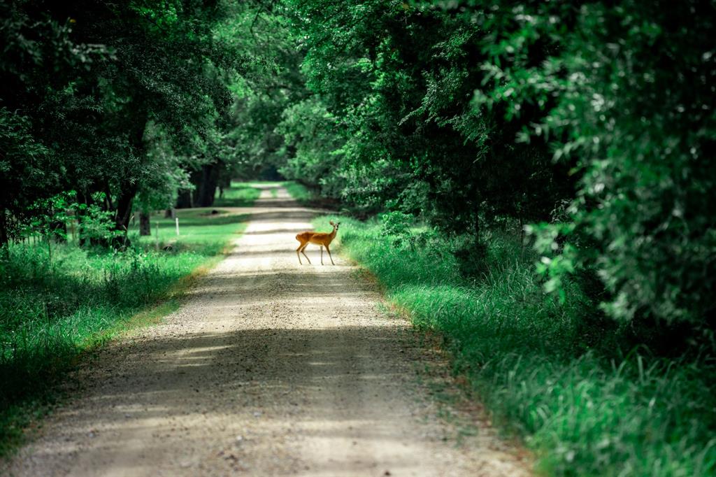 TBD County Road 1197