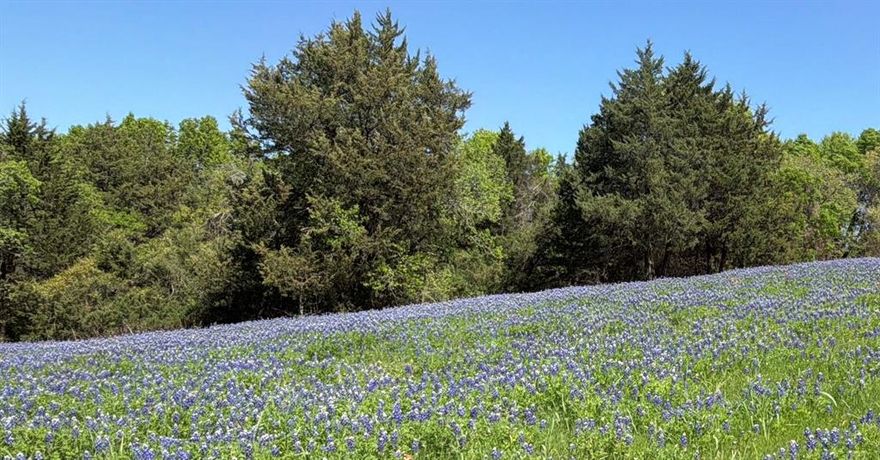 MOTIVATED SELLER: VALUE IS IN THE LAND — LOCATION, LOCATION, LOCATION!
Experience the peaceful benefits of country living on this rare, heavily wooded property located in Ferris ISD and outside city limits. Offering exceptional privacy and flexibility, this serene acreage is a true hidden gem. Nestled just outside the town of Bristol with an Ennis address, the setting is quiet, secluded, and ideal for those looking to downsize, upsize, or right-size while escaping the hustle and bustle of city life. The property currently has a three bedroom double-wide mobile home that may be renovated or removed. Enjoy the outdoors from the spacious 22’ x 16’ covered front porch, perfect for entertaining or relaxing as you take in the surrounding natural beauty while planning or building your dream home. Solar panels were installed just a few years ago and the loan may be assumed or paid off by the seller at closing with an acceptable offer. Priced to sell with the value in the land and utility improvements, this property offers endless potential for residential, recreational, or future development use.