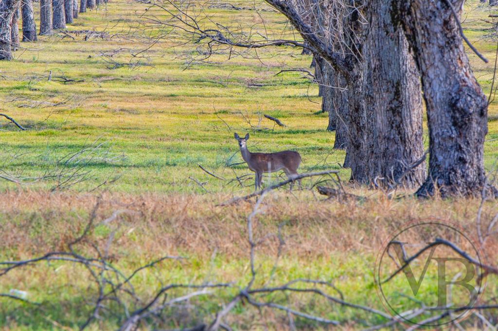 Pecan Plantation - Land