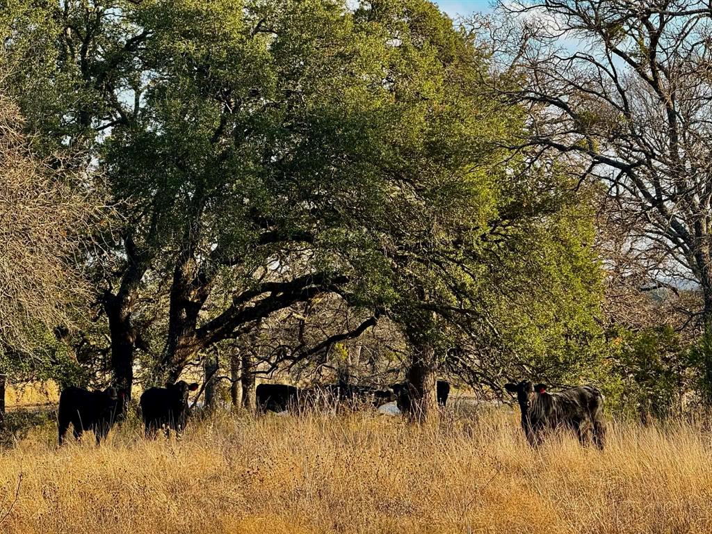 ABST A0321 GRIMES, JHN Acres:794.2500 - Farm