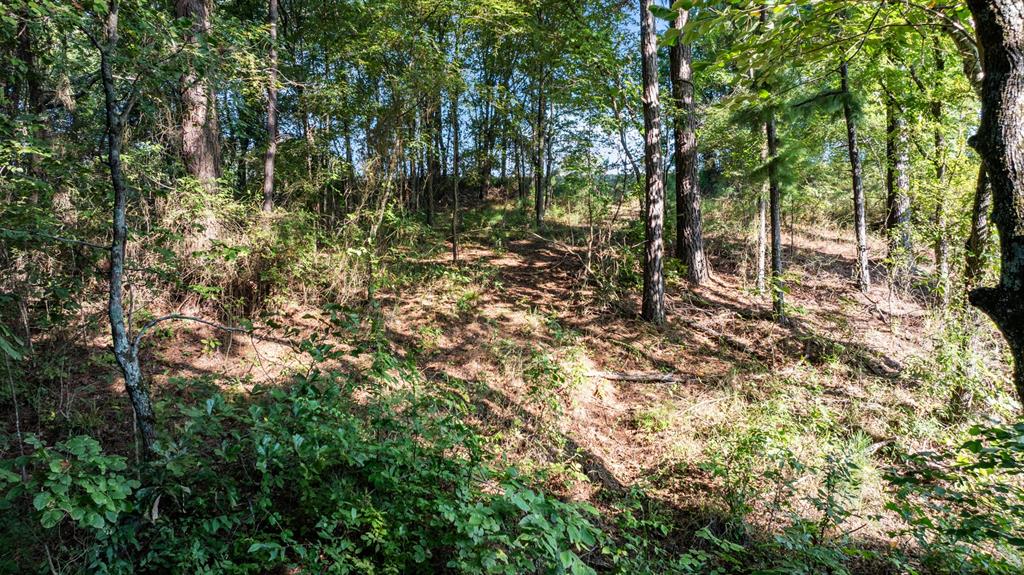 Veritatis Splendor - Land