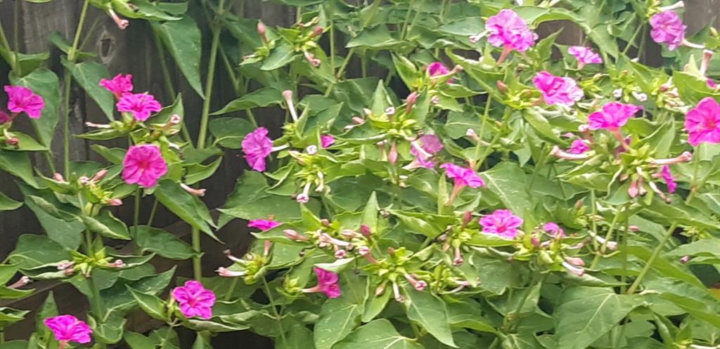 Bellaire North Add - Residential