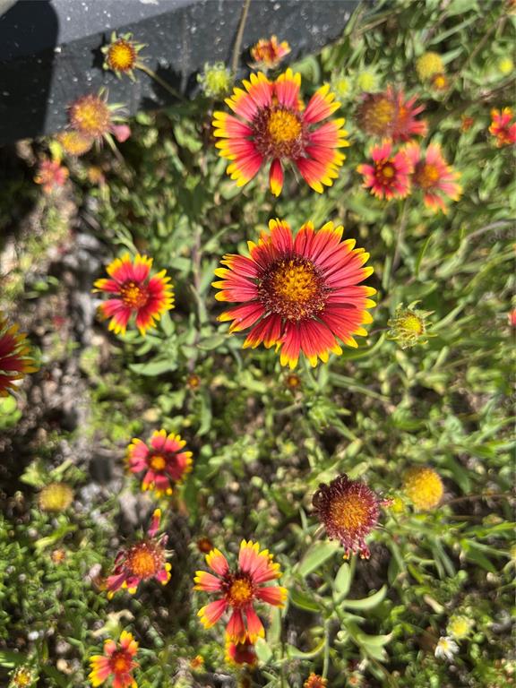 LIVE OAK VISTAS - Farm