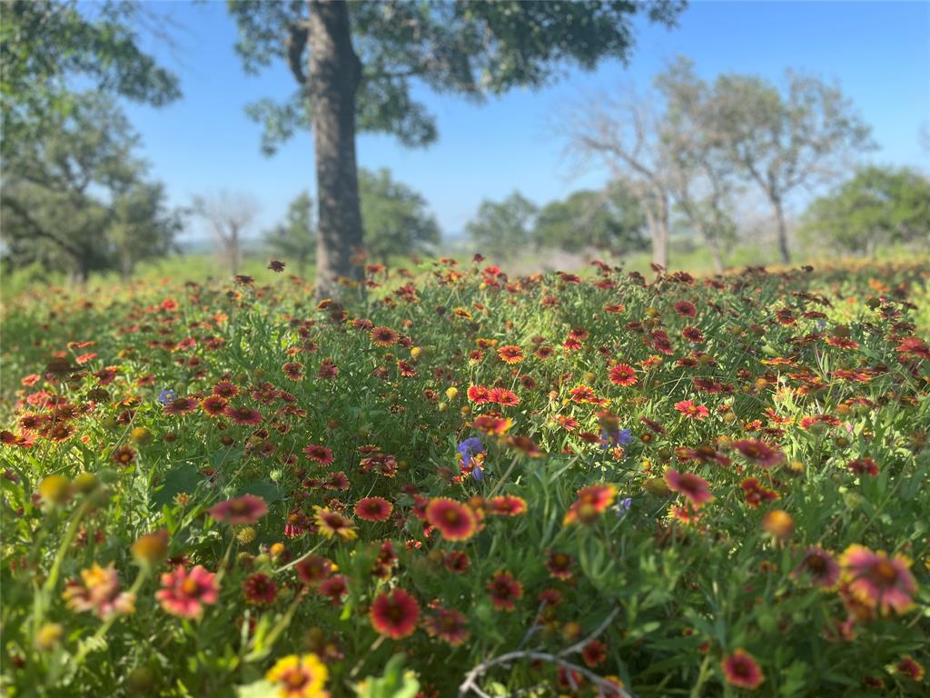 LIVE OAK VISTAS - Farm