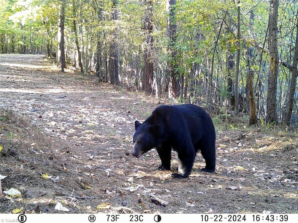 00 Anglin Mill Road, Stoneville, North Carolina image 3