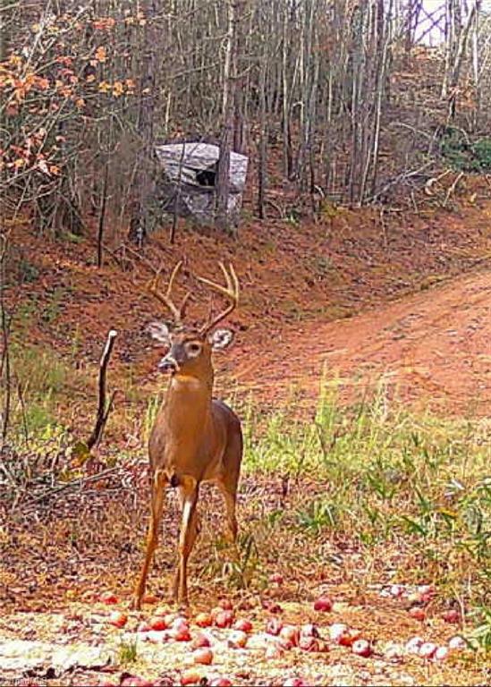 00 Caudle Road, Pinnacle, North Carolina image 49