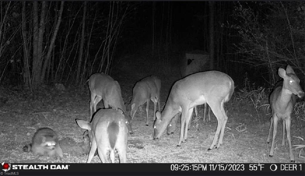 00 Caudle Road, Pinnacle, North Carolina image 43