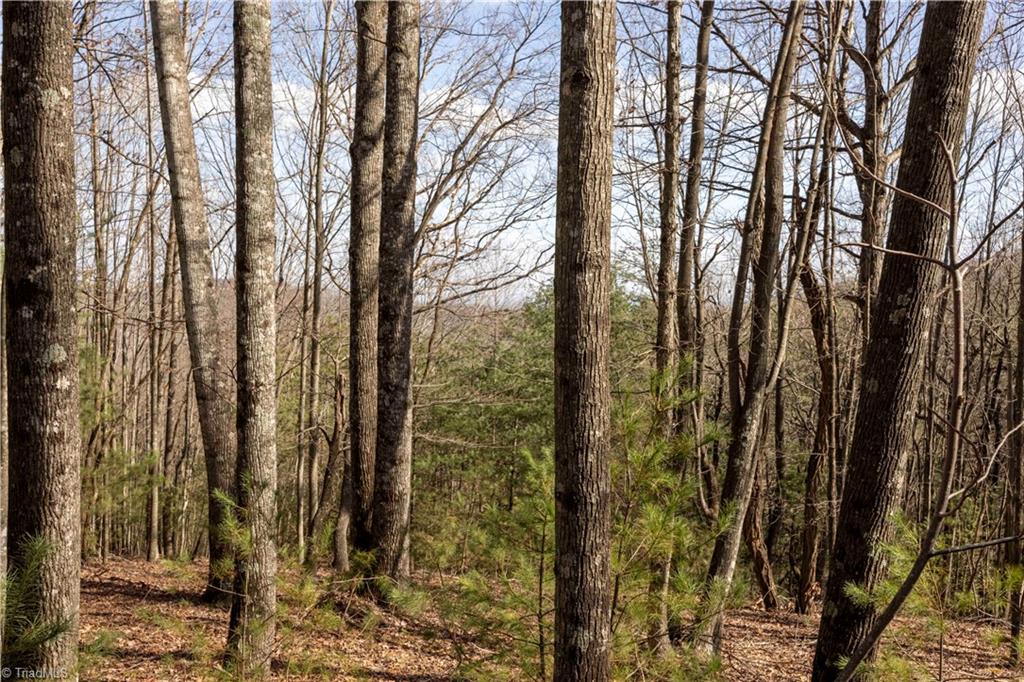 TBD Fox Squirrel Circle, McGrady, North Carolina image 3