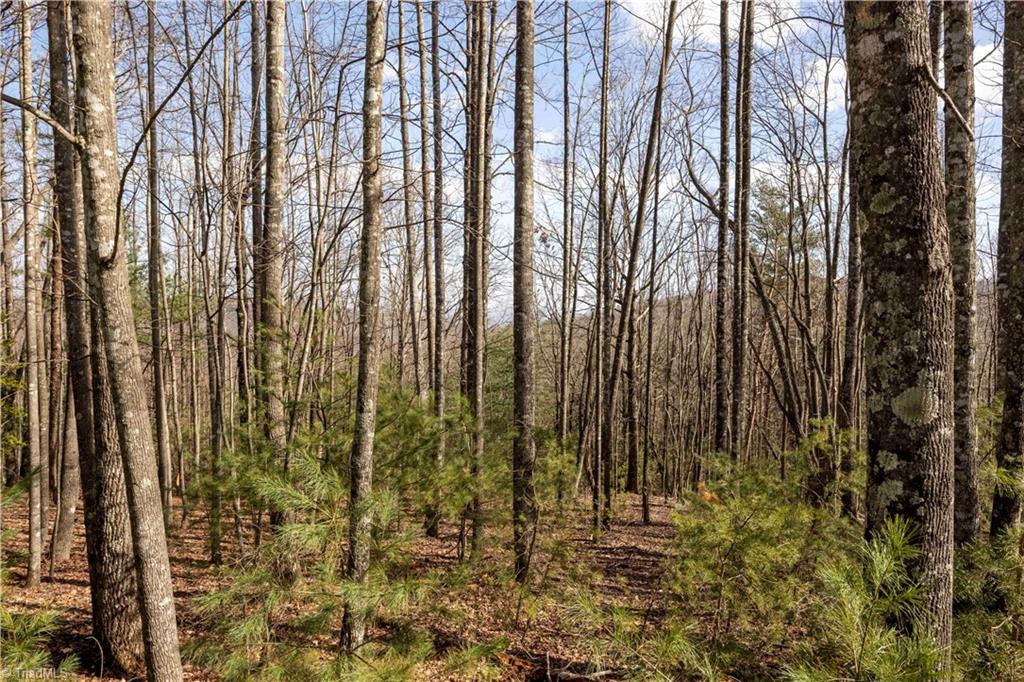 TBD Fox Squirrel Circle, McGrady, North Carolina image 2