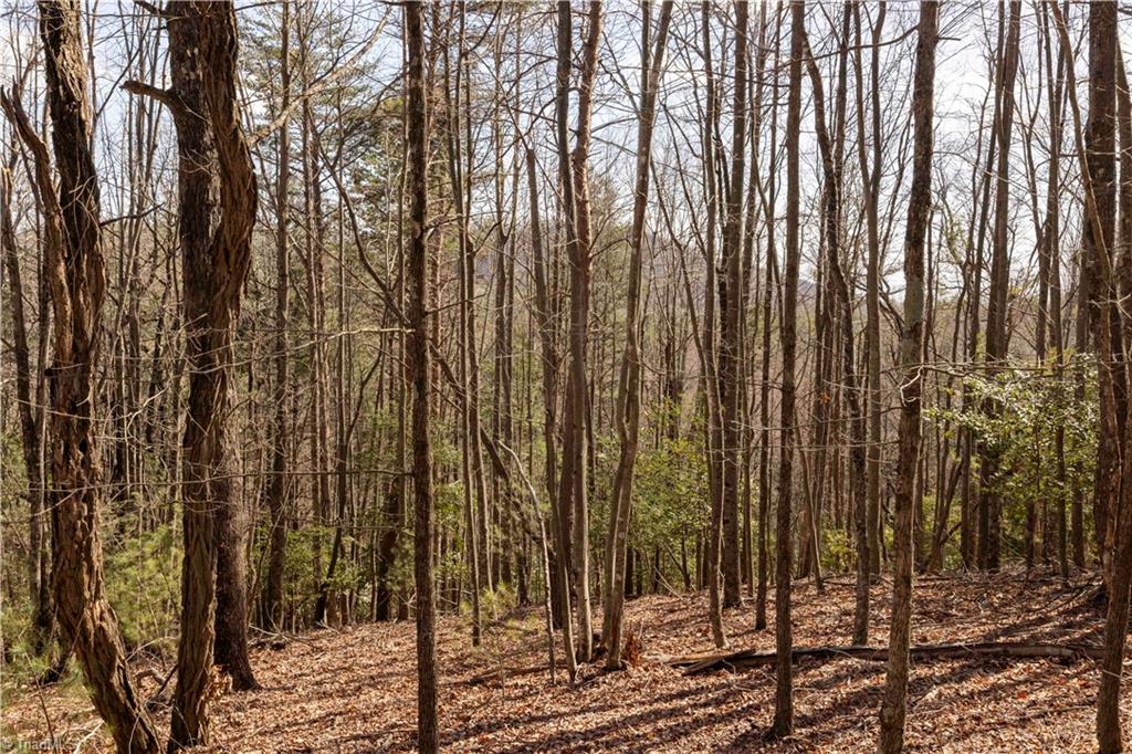 TBD Fox Squirrel Circle, McGrady, North Carolina image 5