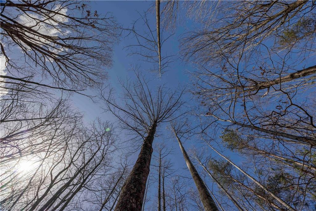 TBD Fox Squirrel Circle, McGrady, North Carolina image 6