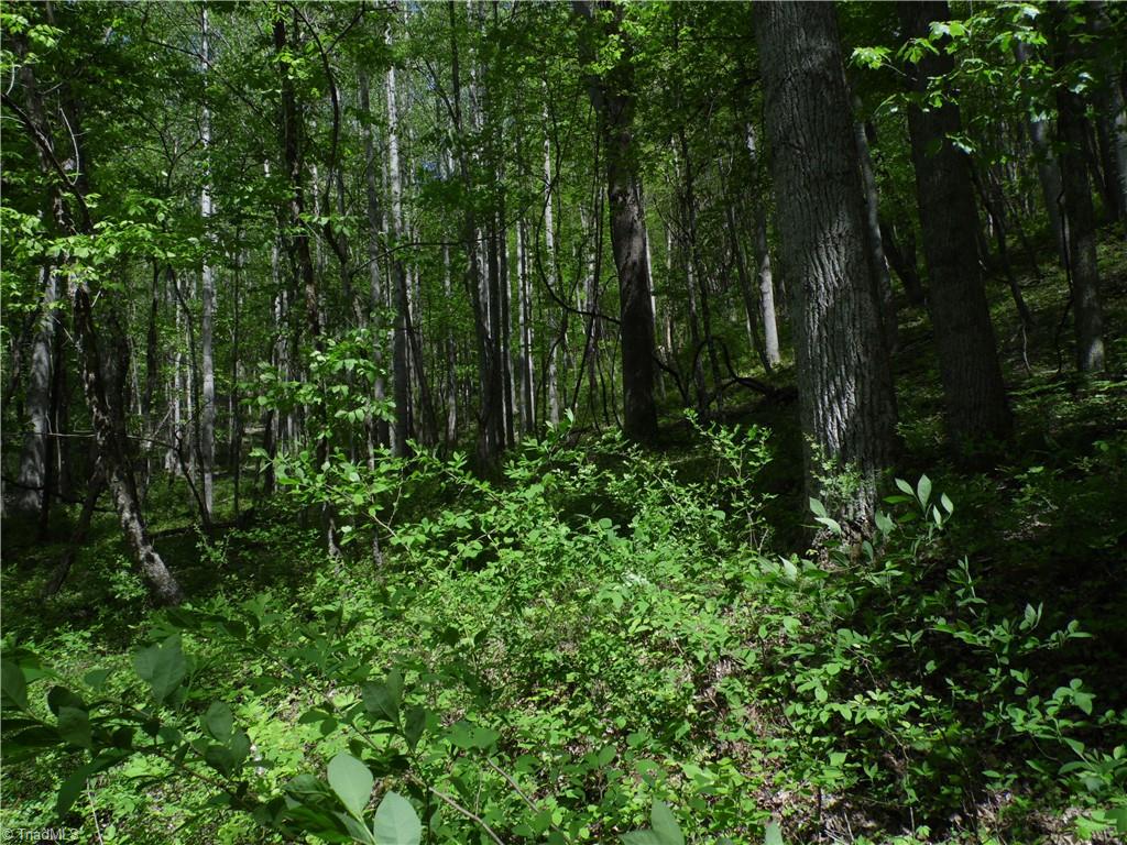 TBD Ginkgo Drive, Laurel Springs, North Carolina image 6