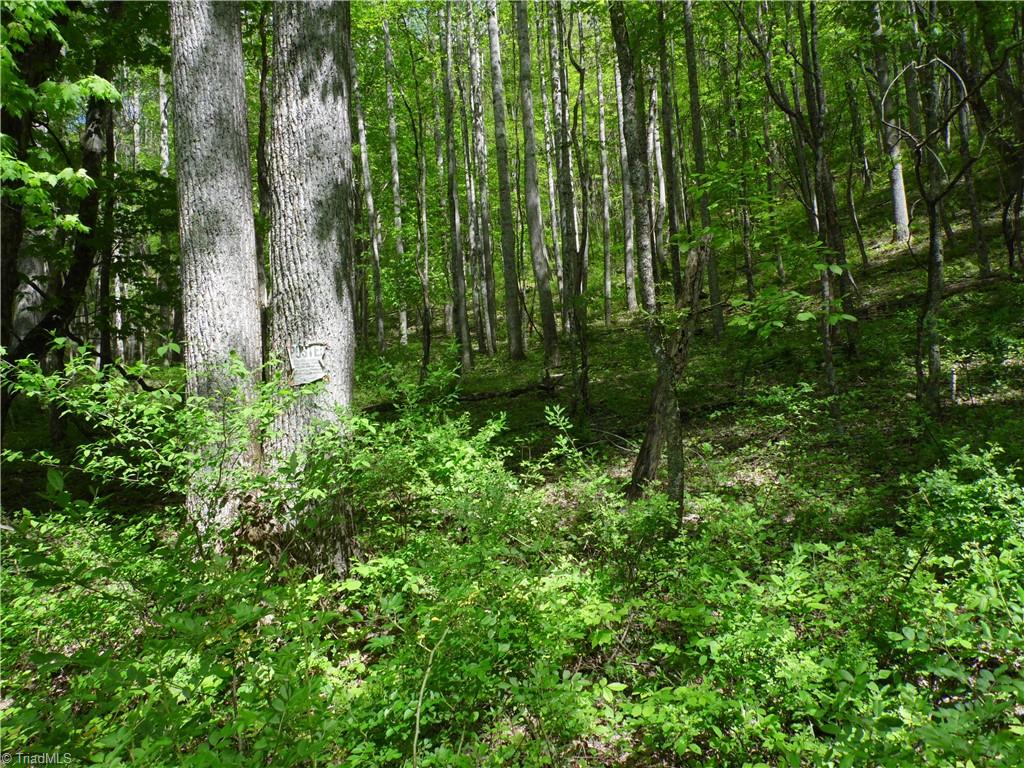 TBD Ginkgo Drive, Laurel Springs, North Carolina image 12
