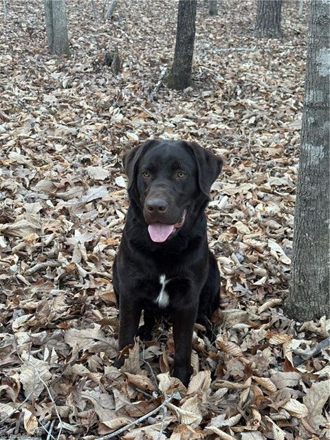 Vacant Land For Sale - 001 Estate Drive<br/> Providence, NC 27315