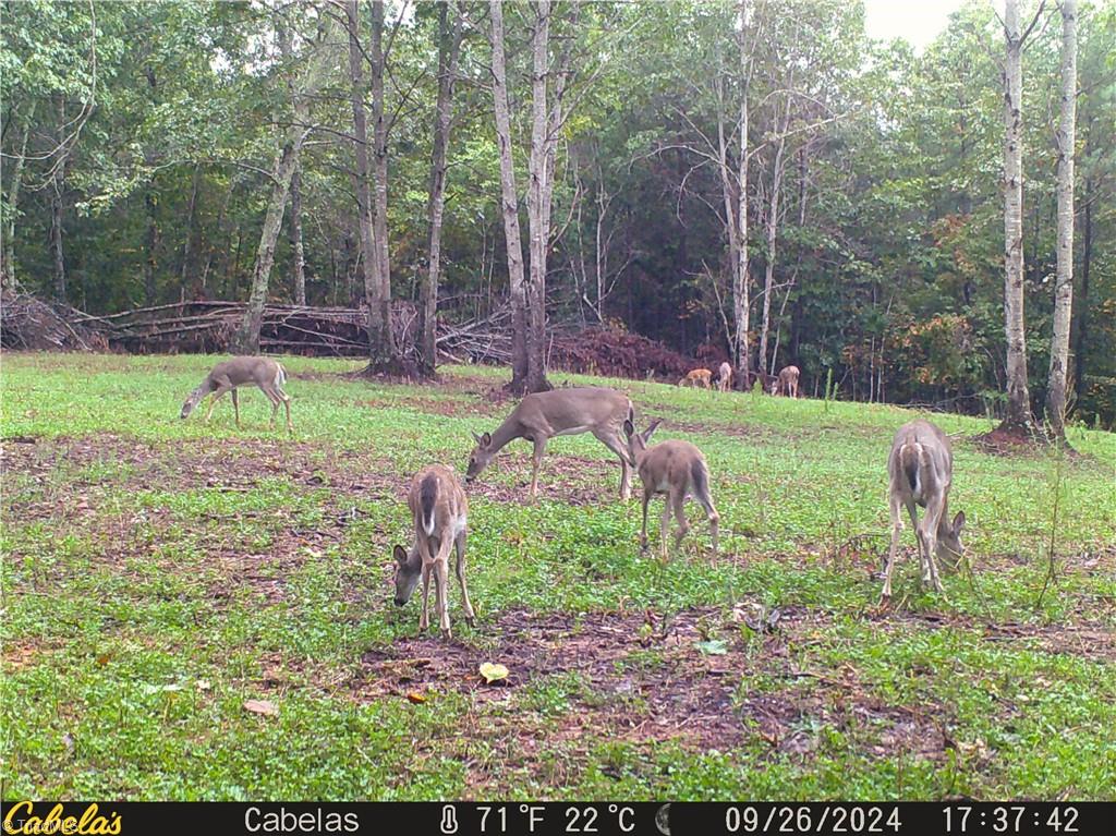 427 Trott Circle, Martinsville, Virginia image 27