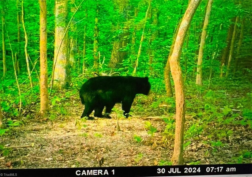 Mims Farm Road, Reidsville, North Carolina image 8