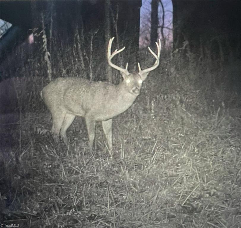Mims Farm Road, Reidsville, North Carolina image 7