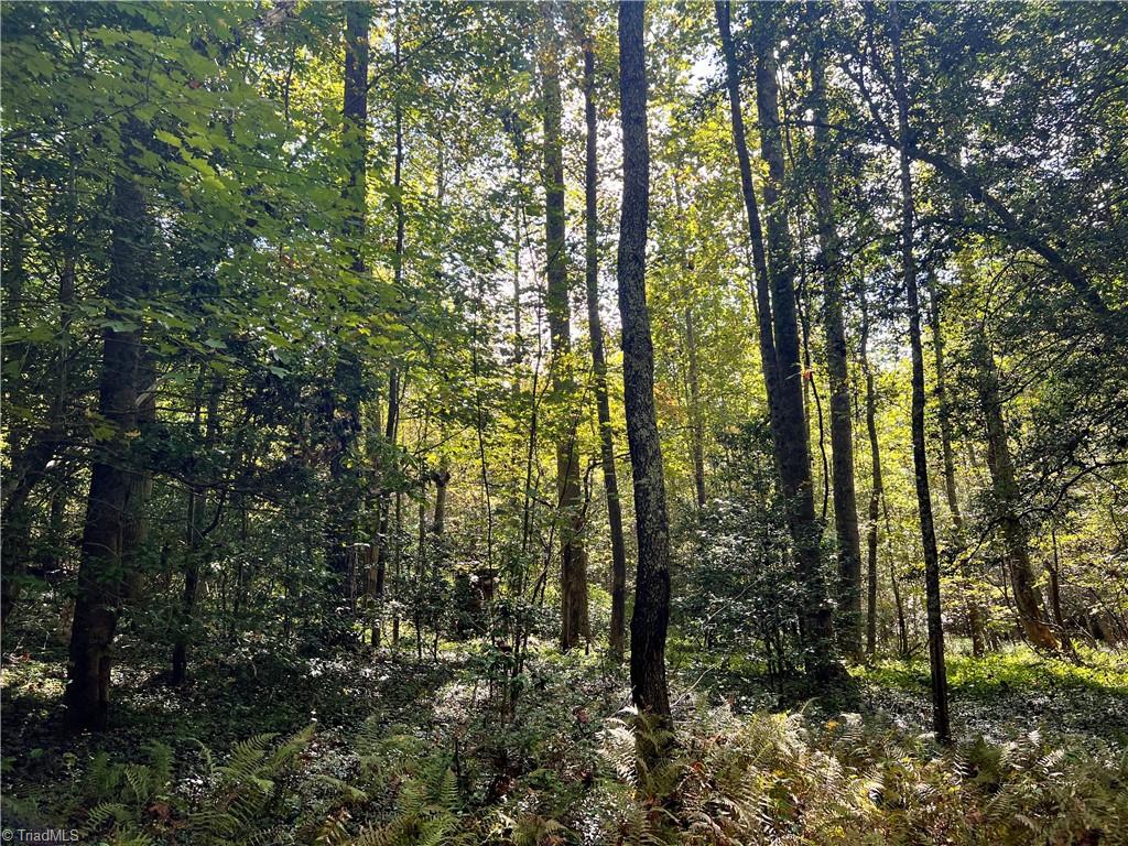 00 Pedigo Ridge Road #41.61 ACRES, Claudville, Virginia image 22