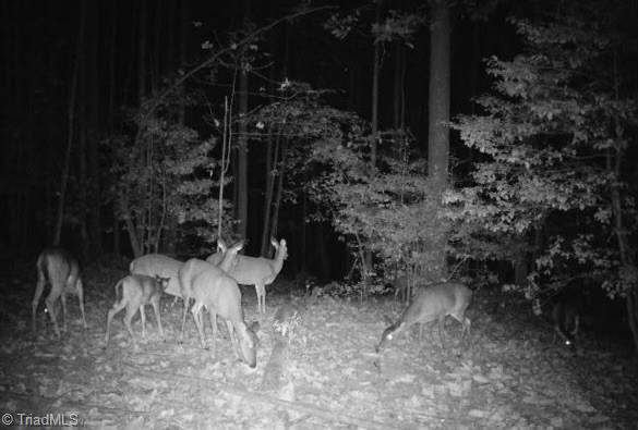 000 Pearson Road, Moravian Falls, North Carolina image 33