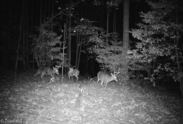 000 Pearson Road, Moravian Falls, North Carolina image 27