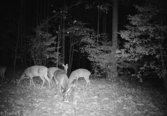 000 Pearson Road, Moravian Falls, North Carolina image 29