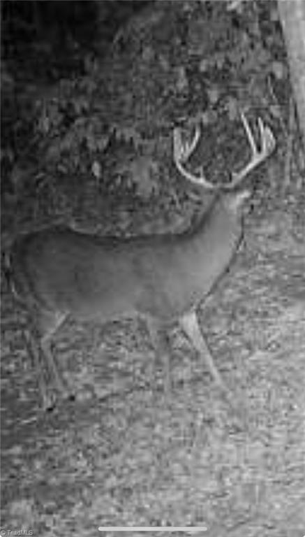 000 Swaringen Road, Traphill, North Carolina image 42