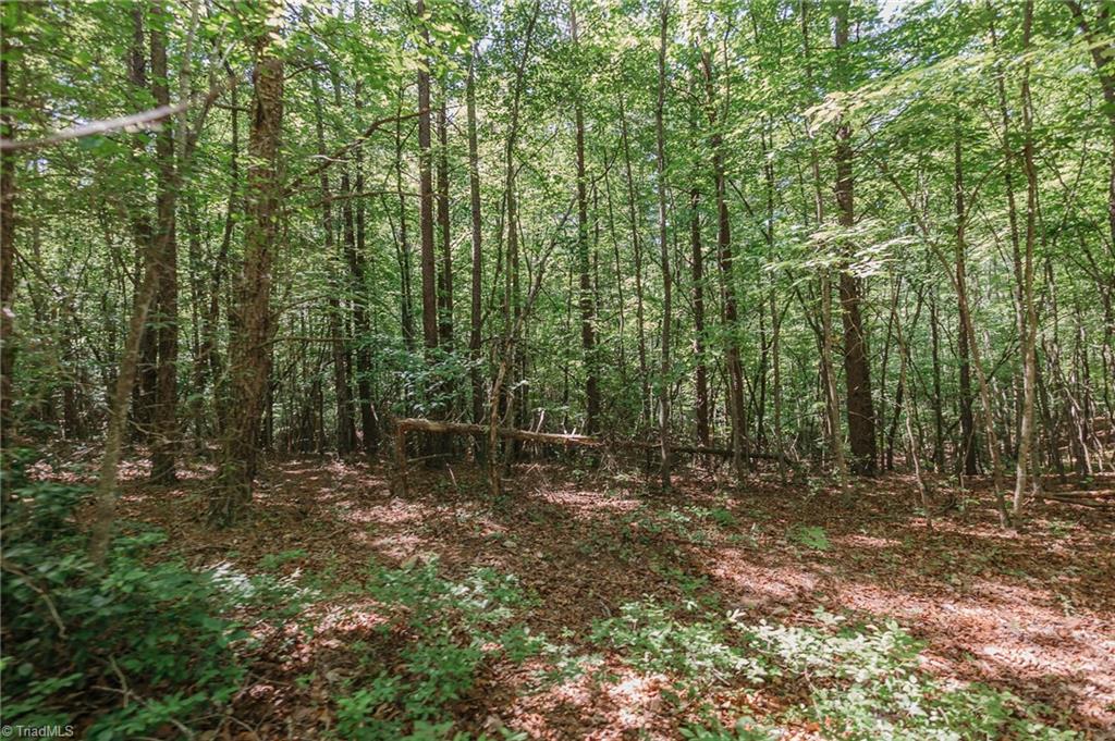 Xx 44.93 Acres Stardust Trail, Mount Airy, North Carolina image 29