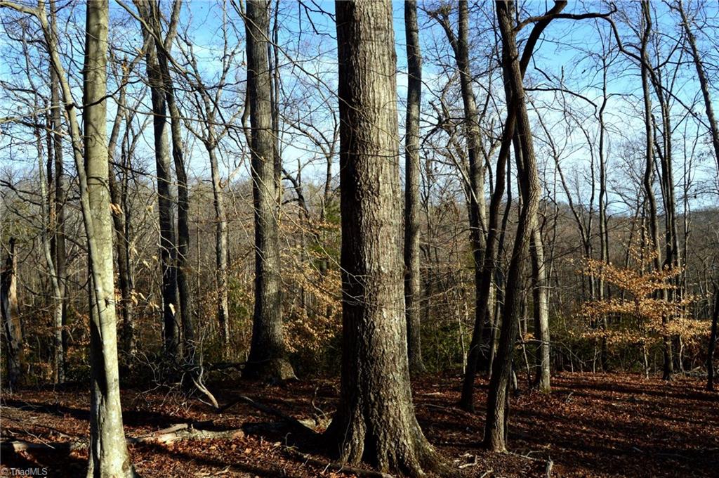 90 Acres West Tract - Nc Highway 89, Danbury, North Carolina image 4