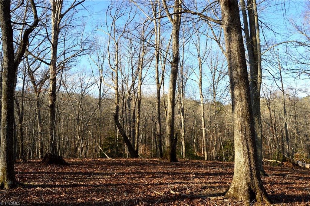 90 Acres West Tract - Nc Highway 89, Danbury, North Carolina image 3